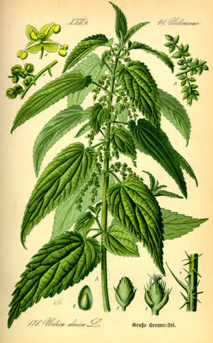 Illustration Urtica dioica0.jpg &copy; Commons