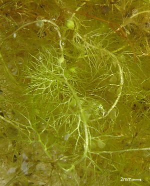 Uk pond bladderwort.jpg © No machine-readable author provided. Veledan~commonswiki assumed (based on copyright claims).