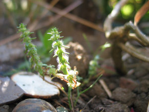 Valantia hispida 23-08-2003.jpg © No machine-readable author provided. BetacommandBot assumed (based on copyright claims).