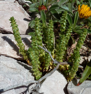 Valantia muralis 1.jpg © Aroche