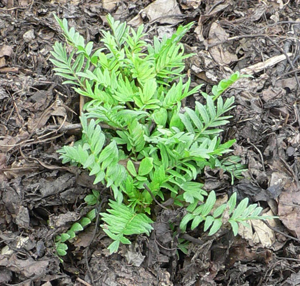 Valeriana officinalis.jpg © Commons