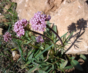 Valeriana tuberosa.jpg © Commons
