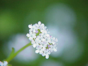 Valerianella coronata0.jpg © Kurt Stüber [1]