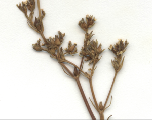Valerianella dentata Herbar1.jpg © Commons
