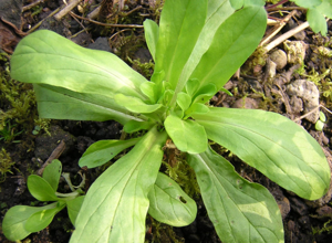 Corn salad, spring, close up.JPG © Commons