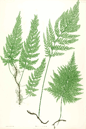 Trichomanes speciosum Moore48.png © by Thomas Moore ; edited by John Lindley ; nature-printed by Henry Bradbury.