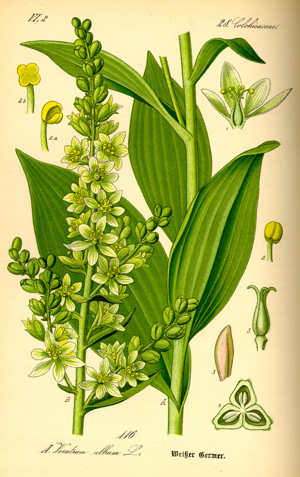Illustration Veratrum album0.jpg © Commons