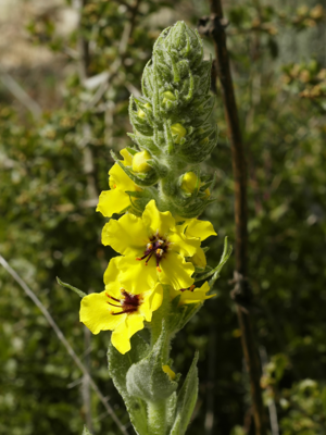 Verbascum boerhavii (inflorescense).jpg © Hans Hillewaert