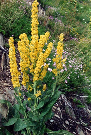 Verbascum chaixii 1.jpg © Ghislain118 http://www.fleurs-des-montagnes.net