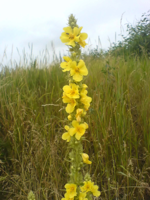 Verbascum densiflorum S2.jpg © Schnahacken