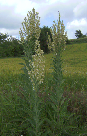 Verbascum lychnitis 3.JPG © Victor M. Vicente Selvas