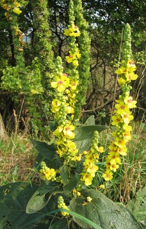 Verbascum nigrum 02.jpg © Commons