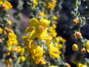Verbascum pulverulentum FlowersCloseup ValleAlcudia.jpg © Javier martin