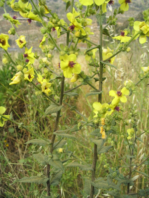 Verbascum sinuatum.jpg © Iorsh at en.wikipedia