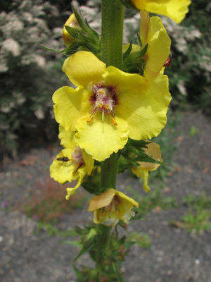 Verbascum virgatum.jpg © Melburnian