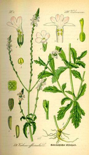 Illustration Verbena officinalis0.jpg © Commons