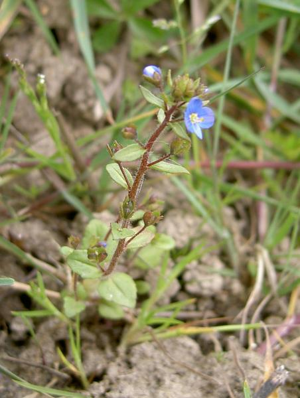 Veronica acinifolia1.jpg © No machine-readable author provided. Aroche assumed (based on copyright claims).