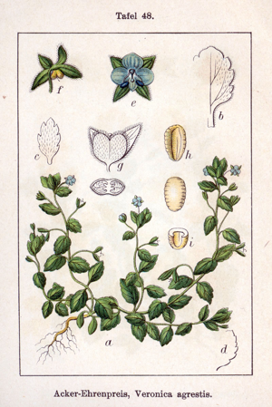 Veronica agrestis Sturm48.jpg © Johann Georg Sturm (Painter: Jacob Sturm)