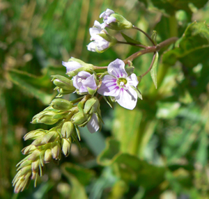 Veronica anagallis-aquatica 5.jpg © Stan Shebs