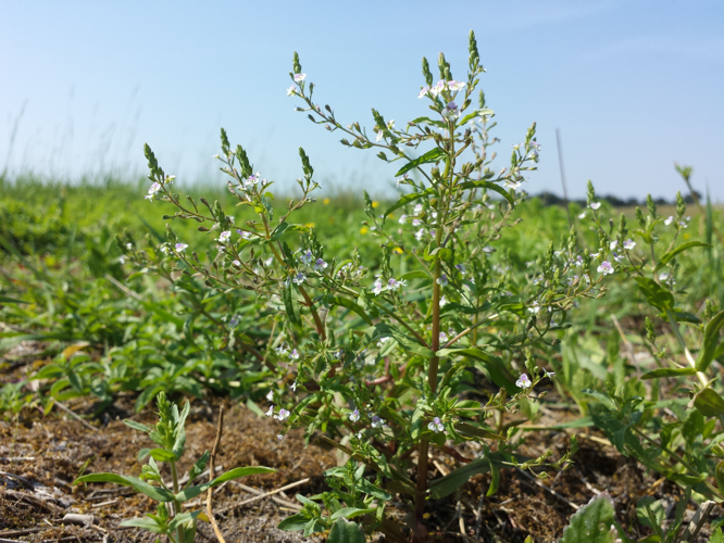 Veronica anagalloides sl34.jpg © Stefan.lefnaer