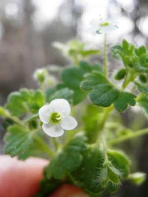 Veronica cymbalaria 3.JPG © Ariel Palmon
