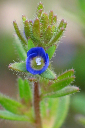 Veronica dillenii2.jpg © Commons