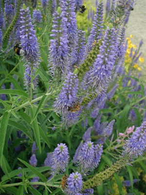 Pseudolysimachion-longifolium-spikes.JPG © Sten Porse