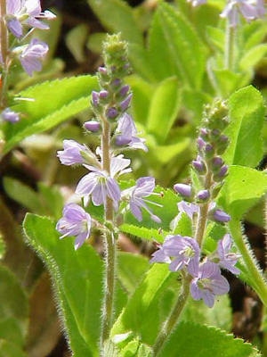 Veronica officinalis0.jpg © Kurt Stüber [1]