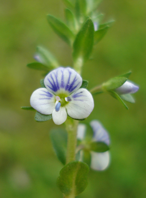 Veronica serpyllifolia W.jpg © Fornax