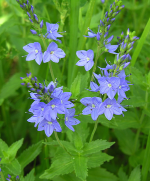 Veronica teucrium.JPG © Algirdas at Lithuanian Wikipedia