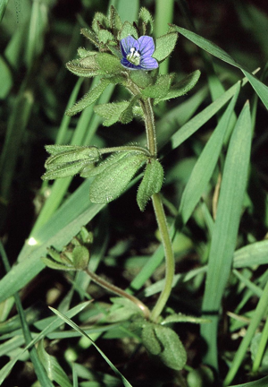 Veronica triphyllos eF.jpg © Commons