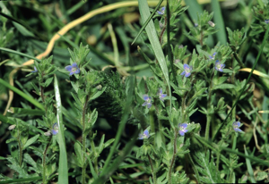Veronica verna eF.jpg © Commons
