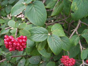Viburnum lantana a1.jpg © Opioła Jerzy