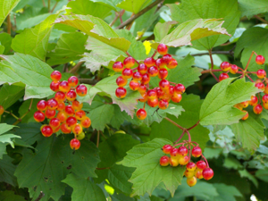 Viburnum 01.JPG © Lestat (Jan Mehlich)