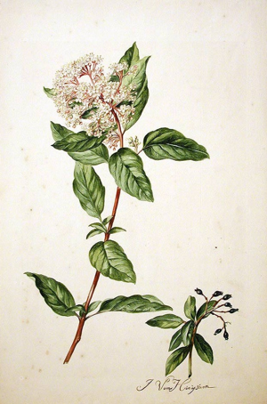 Viburnum tinus00.jpg © Commons