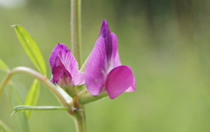 Vicia angustifolia by Danny S. - 001.jpg © Danny Steven S.