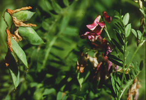 Vicia cassubica eF.jpg © Fornax at German Wikipedia
