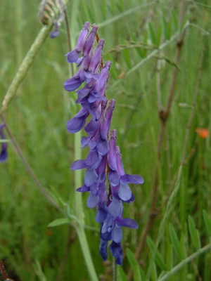 Vicia cracca2.jpg © Jeffdelonge at French Wikipedia