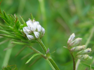 Vicia hirsuta bluete.jpeg © Kristian Peters -- Fabelfroh 20:01, 17 July 2005 (UTC)