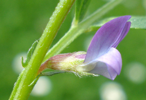 Vicia lathyroides3 W.jpg © Fornax