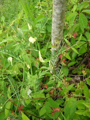 Vicia lutea1.jpg © No machine-readable author provided. Aroche assumed (based on copyright claims).