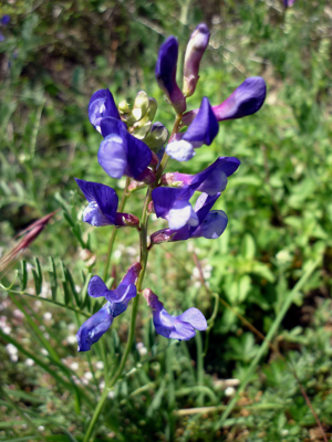 VICIA ONOBRYCHIOIDES - IB-418.JPG © Isidre blanc
