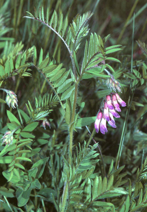 Vicia orobus1 eF.jpg © Commons