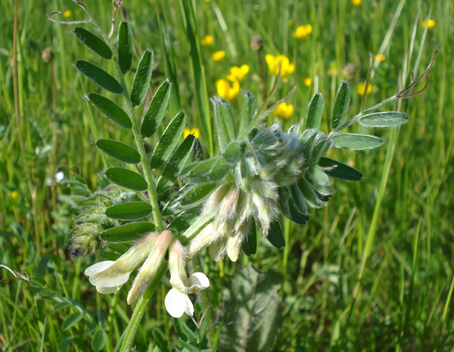 Vicia pannonica2 W.jpg &copy; Fornax