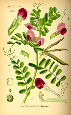 Illustration Vicia sativa0.jpg © Commons