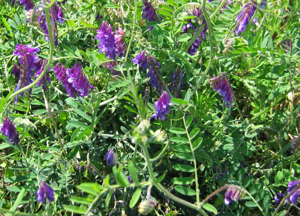 Vicia villosa.jpeg © No machine-readable author provided. Fabelfroh assumed (based on copyright claims).