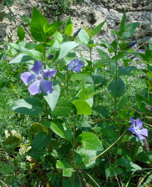 Vinca major ruderal habitus in Italy.jpg © G.Hagedorn