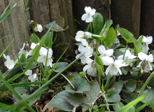 Viola alba (Guy Bourrel).jpg © Original uploader was Bourrel at fr.wikipedia