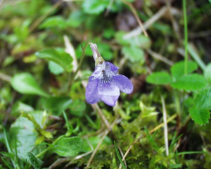 Viola bubanii21042005 fleur.JPG © Henry Brisse (upload by user:Abalg)