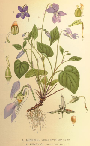 Viola riviniana and canina.jpg © Commons